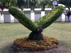Topiary Photo